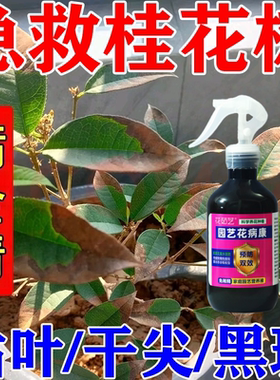 桂花枯叶病黄叶焦叶叶子焦尖专用药桂花树营养液专治叶子发黄枯叶