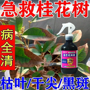 桂花枯叶病黄叶焦叶叶子焦尖专用药桂花树营养液专治叶子发黄枯叶