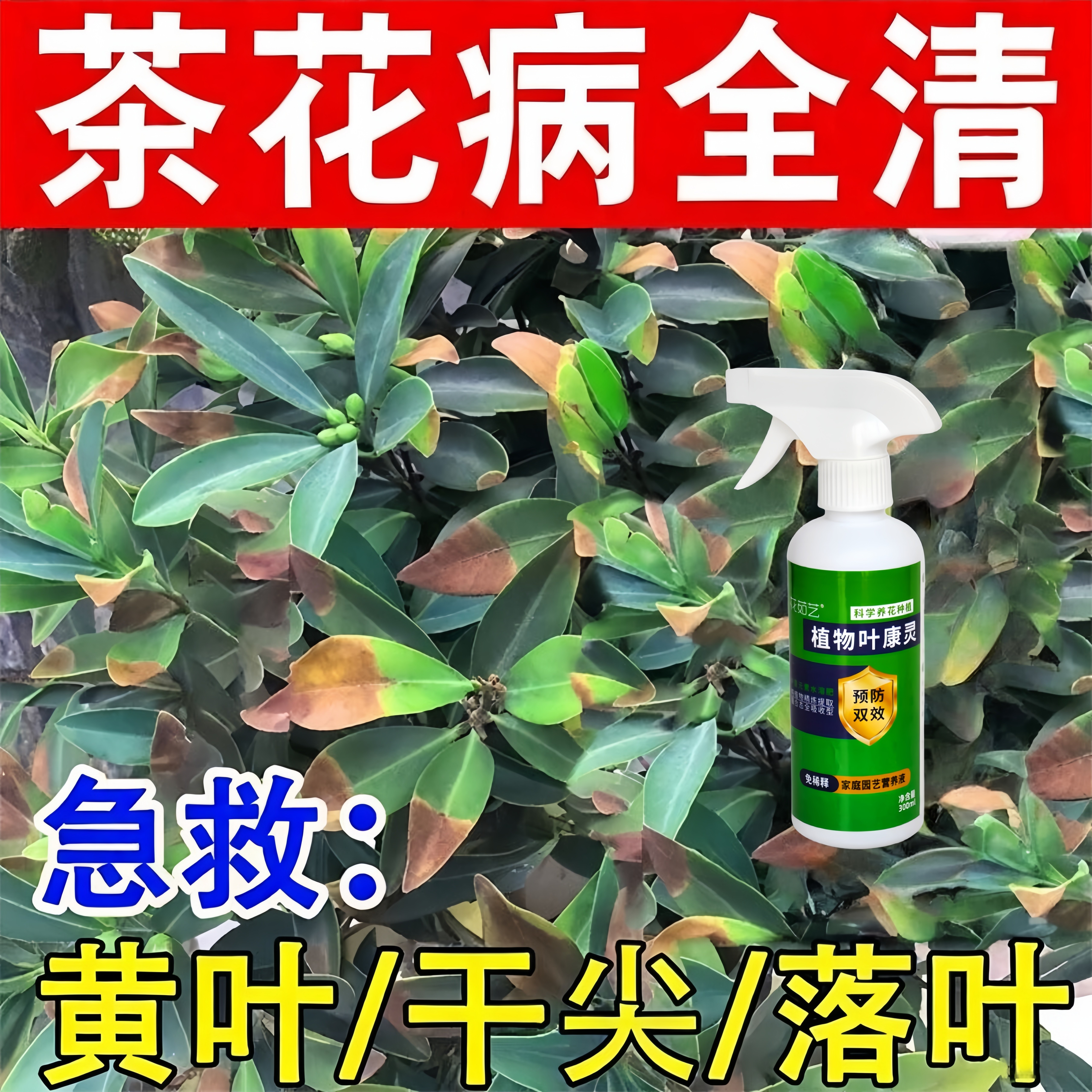 茶花病害专用山茶花黄叶病防控黑斑病焦尖掉花苞不开花花卉病菌清
