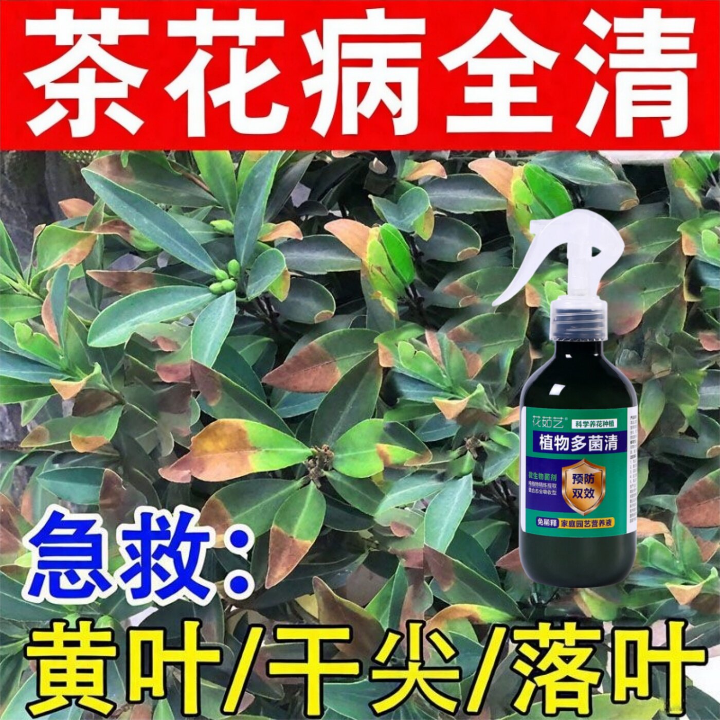 茶花病害专用山茶花黄叶病防控黑斑病焦尖掉花苞不开花花卉病菌清,鲜花速递/花卉仿真/绿植园艺,家庭园艺肥料,淘宝优惠券,粉丝福利购,淘宝优惠卷