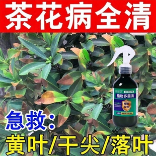 茶花病害专用山茶花黄叶病防控黑斑病焦尖掉花苞不开花花卉病菌清