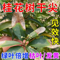 桂花树枯叶病黄叶焦叶干尖干枯叶子发黄杀菌枯草芽孢菌杆菌专用肥