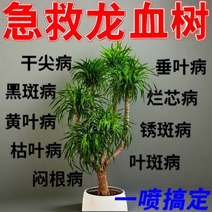 龙血树专用营养液龙须树干尖叶子发黄枯叶烂根茎腐黑斑病杀菌剂肥