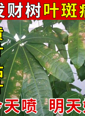 发财树黄叶枯叶烂根专用药掉叶黄斑白斑病叶斑病杀菌剂肥料营养液