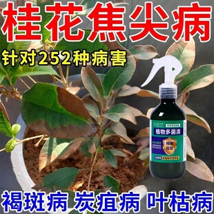 桂花枯叶病黄叶焦叶尖干叶虫孔叶斑病落叶专用肥桂花树肥料菌立清