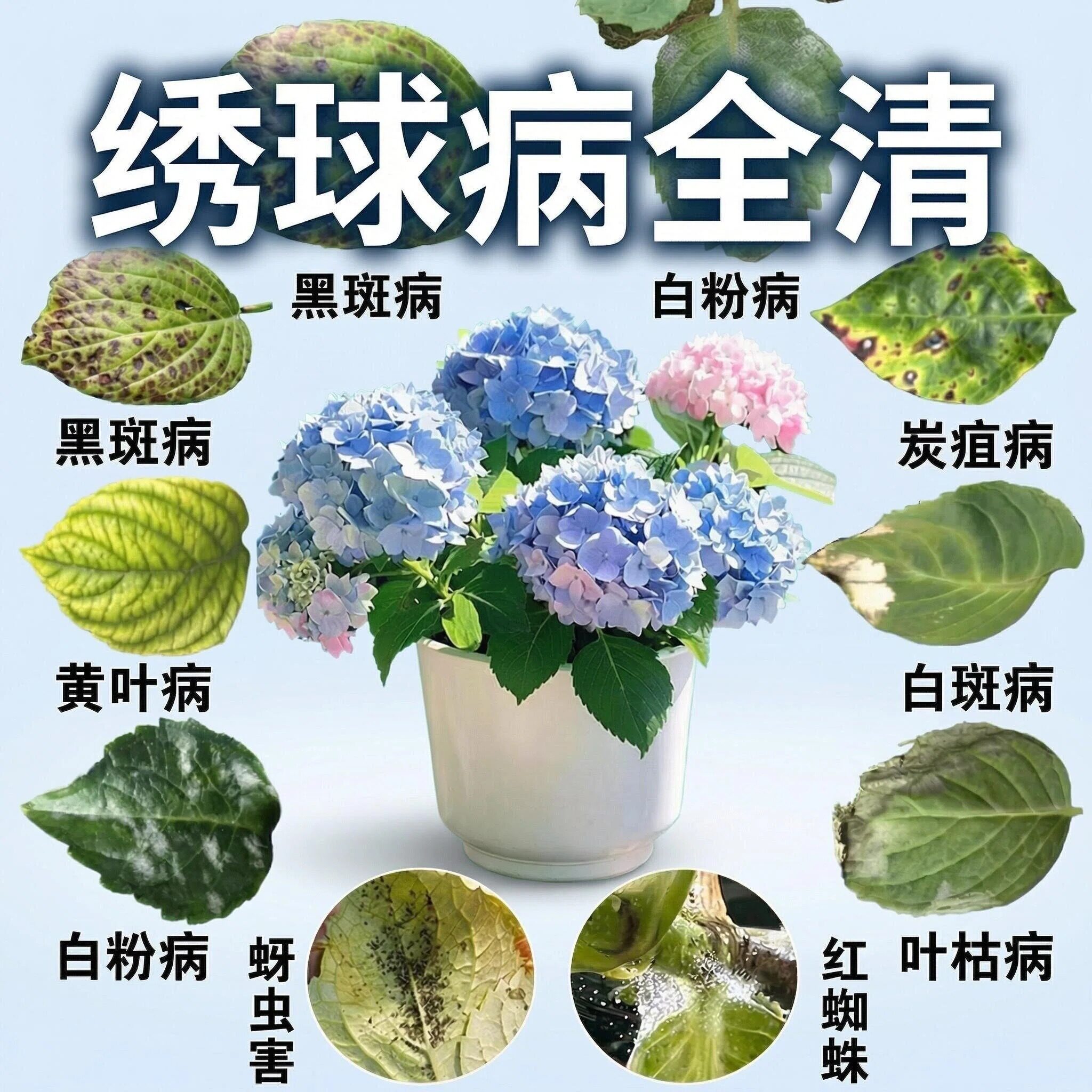 绣球花黑斑病专用药绣球花白粉病炭疽病叶子发黄长斑除虫营养肥料