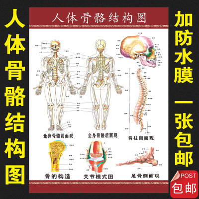 脊柱相关疾病示意图 人体骨骼结构挂图海报 人体解剖海报骨科挂画