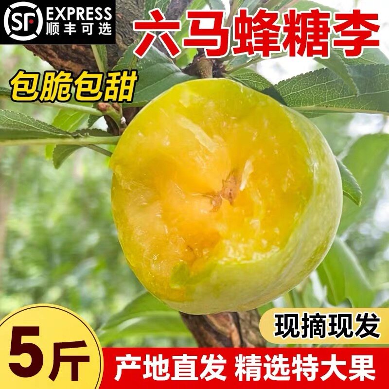 正宗六马蜂糖李贵州镇宁新鲜水果应季【2026年当季新品顺丰空运】