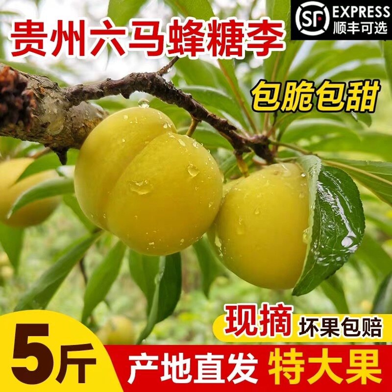 贵州特产正宗六马蜂糖李应季水果【2026年当季新品顺丰空运】