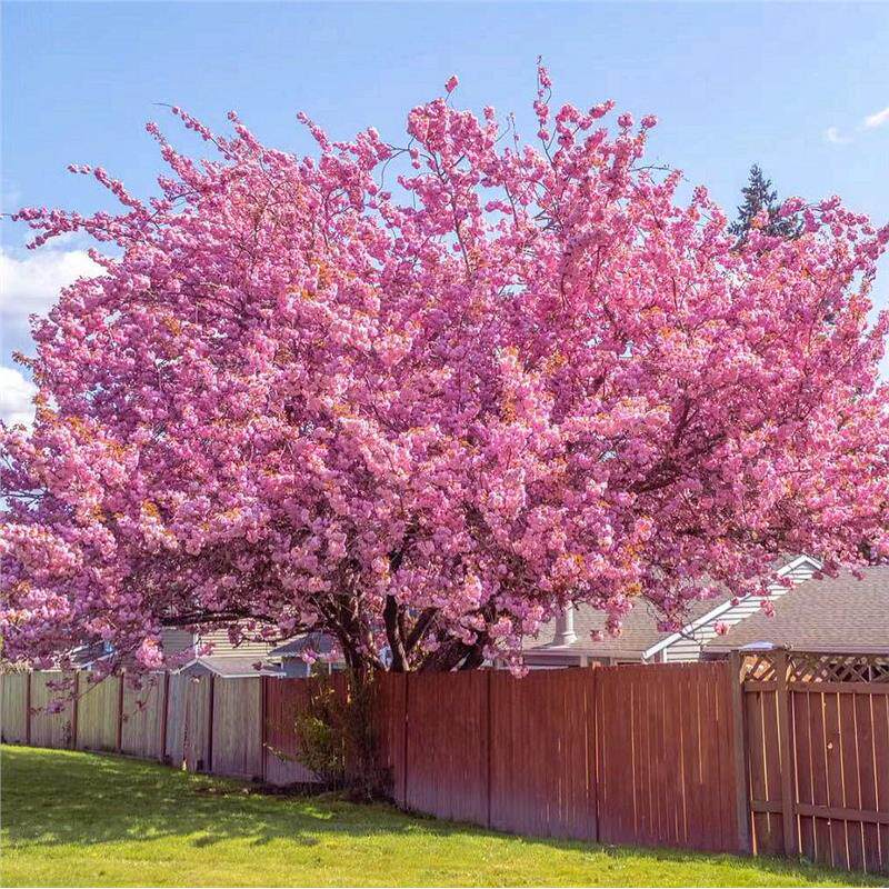 重瓣日本树苗花卉庭院别墅早晚樱大树耐寒樱花四季开花植物耐寒热