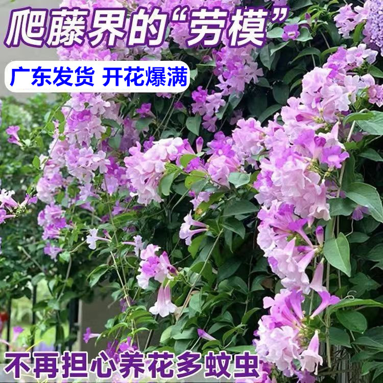 蒜香藤花苗垂吊攀爬植物当年开花