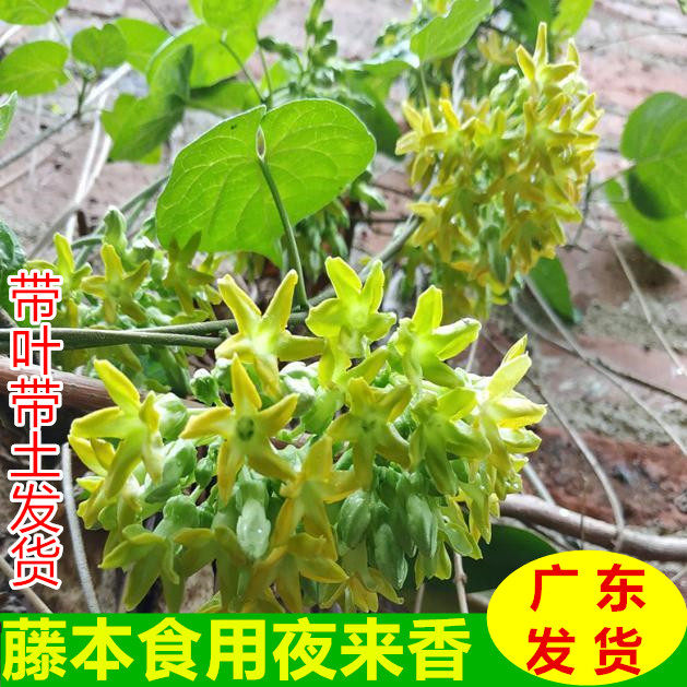 食用夜兰花藤本千里香爬藤夜来香夜兰花盆栽驱蚊夜香花苗星状花瓣