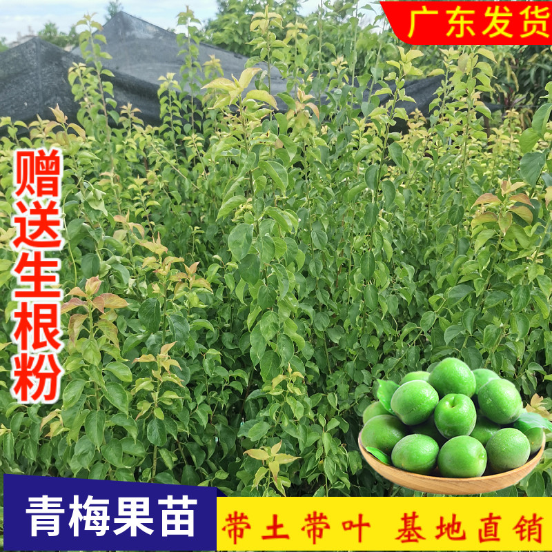 正宗嫁接青梅果树苗盆栽地栽酸梅子南北方种植庭院果树苗当年结果
