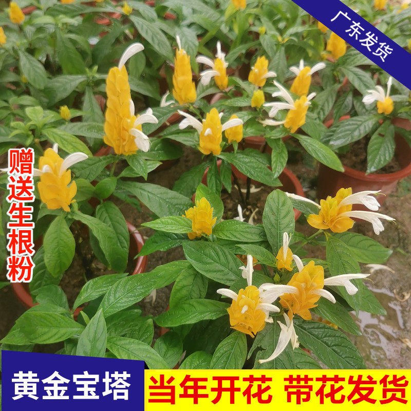 黄金宝塔花草本花卉当年开花