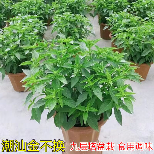 金不换苗罗勒盆栽调味香料香草