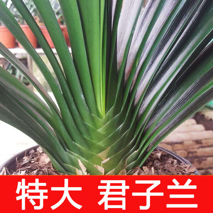 君子兰盆栽特大号开花高端植物客厅室内精品花苗大棵苗绿植花卉