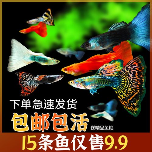 孔雀鱼纯种观赏鱼小型淡水好养热带鱼活体清道夫斑马金鱼小鱼鱼苗