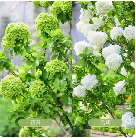 中华木绣球木本绣球树苗大花斗球别墅阳台庭院盆栽花卉耐寒风景树