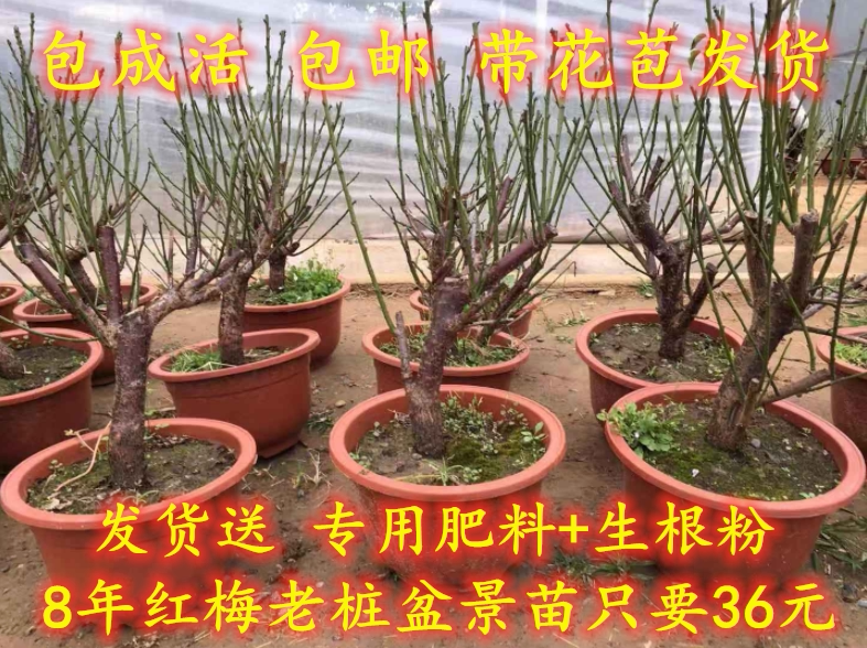 红梅盆景梅花老桩树苗植物室内树桩浓香型花卉四季绿植梅花盆栽图片