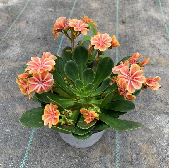 露薇花盆栽露微花琉维草阳台庭院桌面绿植