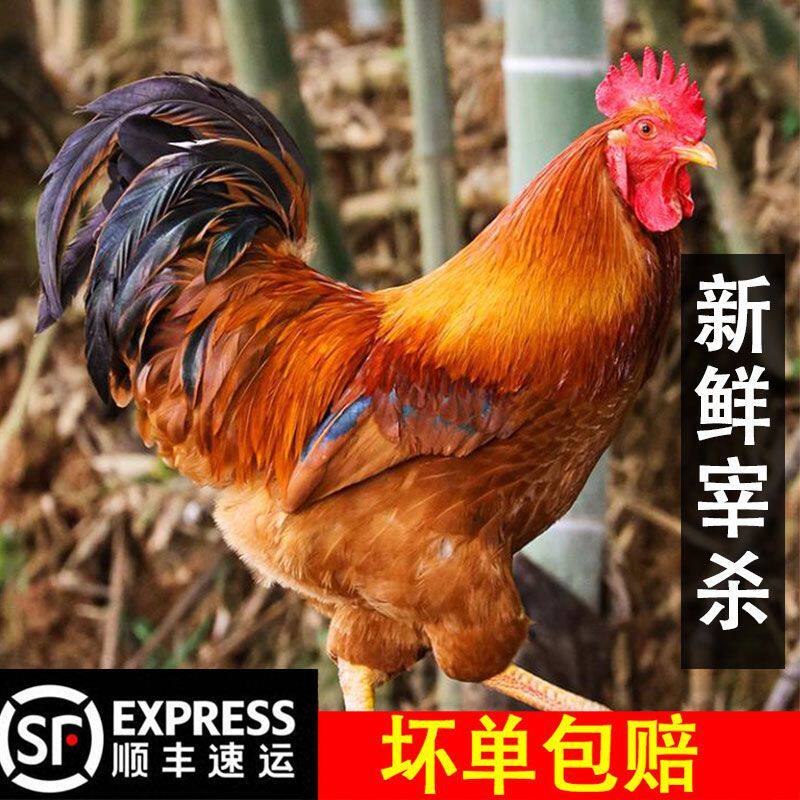 散养老公鸡正宗新鲜现杀大公鸡
