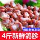 新鲜鸽胗鸽心商用烧烤火锅串串食材批发冰鲜发货原粮鸽子胗冷冻