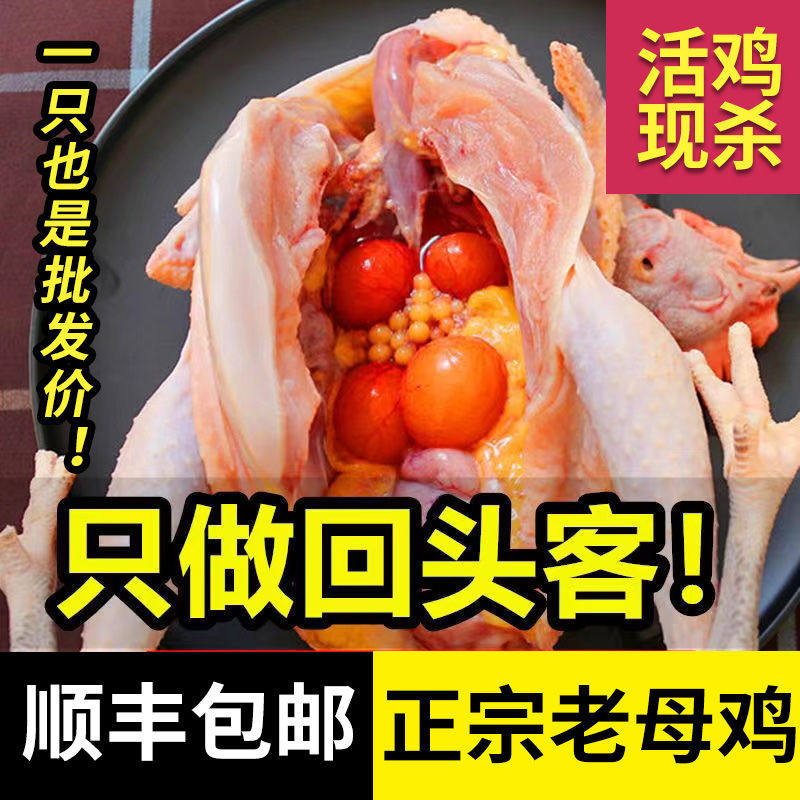 新鲜土鸡老母鸡走地鸡柴鸡