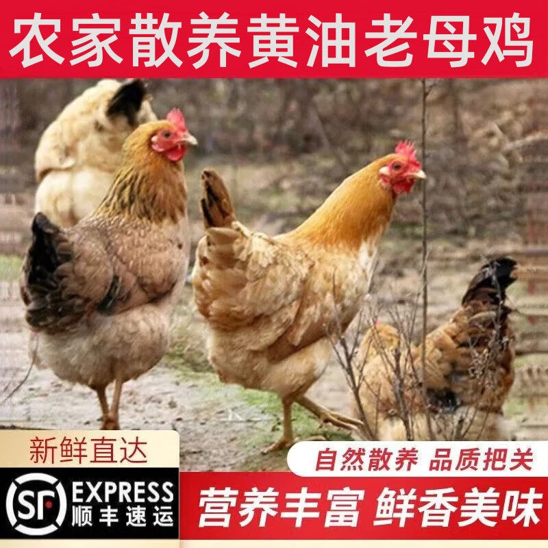 鸡肉生鲜 2年以上黄油老母鸡 农家散养土鸡 新鲜整只走地鸡柴鸡
