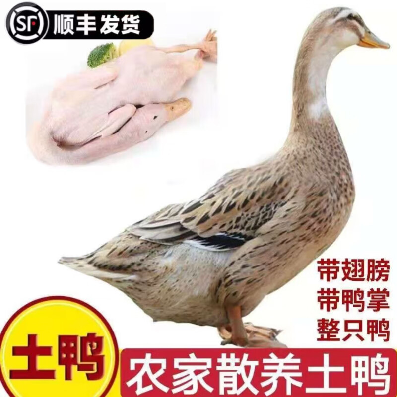 农家散养鸭笨鸭土鸭水养鸭全仔鸭整鸭新鲜鸭肉带鸭掌鸭翅