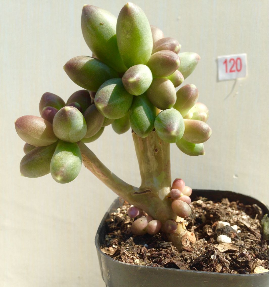 多肉植物千代田之松老桩一物一拍露养控型精品实拍有暗纹满58包邮