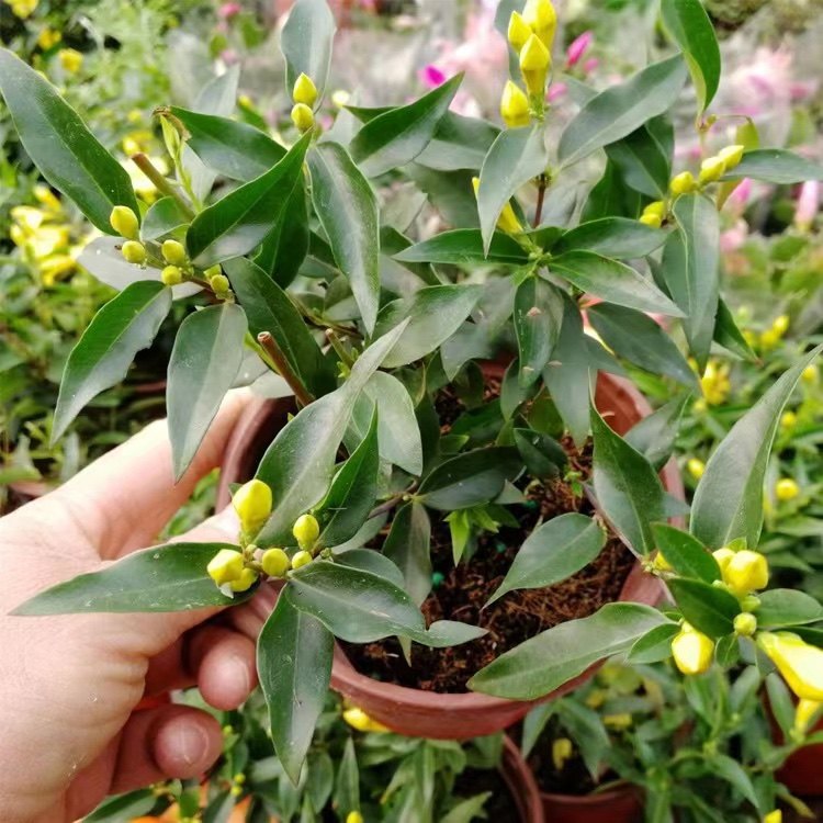 法国香水茉莉花原盆原土带花苞发货