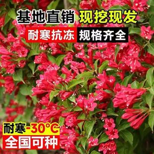 红王子锦带耐寒北方南方当年开花盆栽地栽庭院别墅花篱花灌木