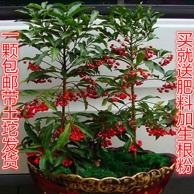 耐寒室内富贵籽红凉伞盆栽趣味富贵子果树朱砂根阳台室内带果发货