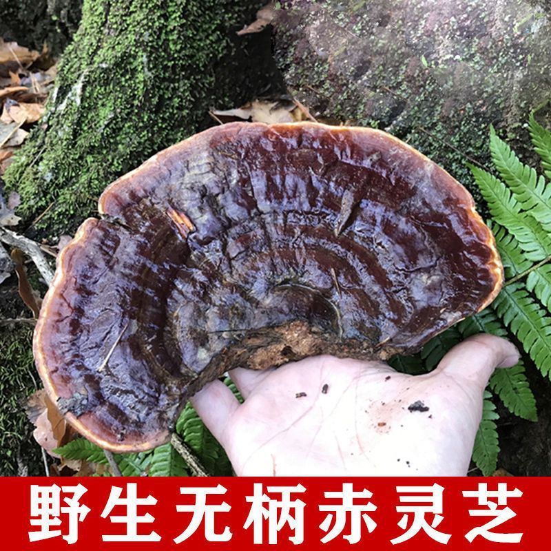 新货灵芝野生长白山纯野生灵芝柄赤无直供黑无柄灵芝干货切片