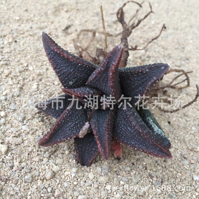 高纹鹰爪硬叶黑王寿室内桌面绿植小盆栽室内盆栽趣味阳台多肉植物