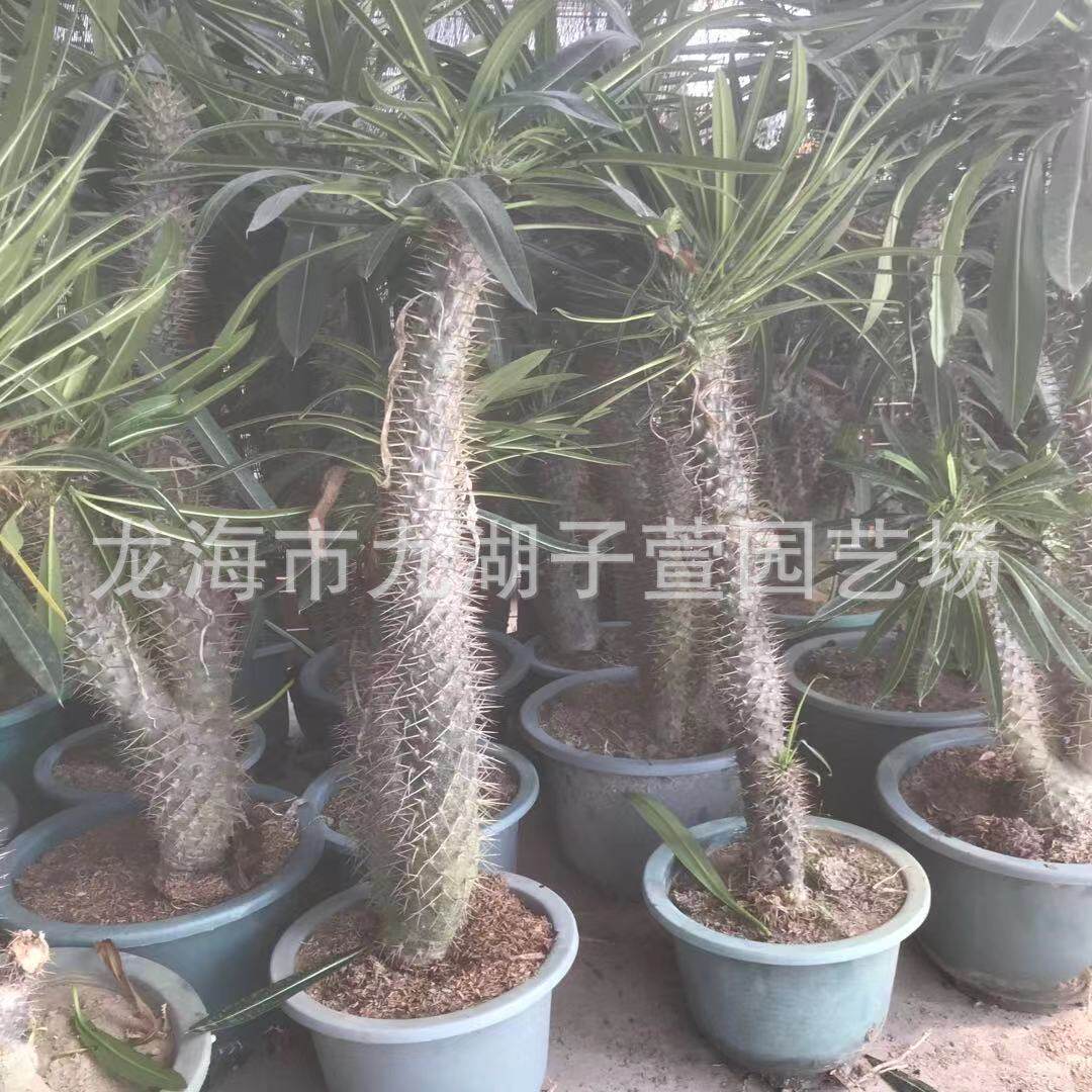 多头盆栽王树多肉植物绿植咖啡馆霸多肉植物景观沙生植物基地批发