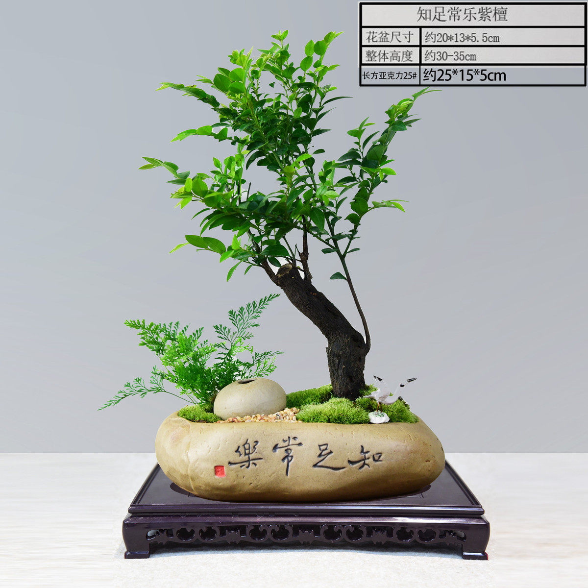 绿植骨茶小叶紫檀盆景室内办公室盆栽客厅桌面黑装饰植物四季好养