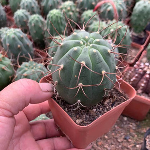 【基地直供】家居仙花卉盆栽仙人掌多肉植物盆栽奇植物玉