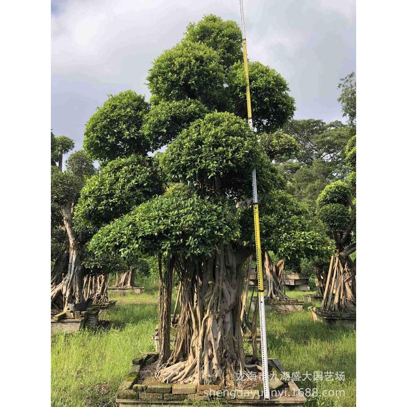 批发精品小叶报价树桩 福建小叶榕桩头价格 四川造型小叶榕榕