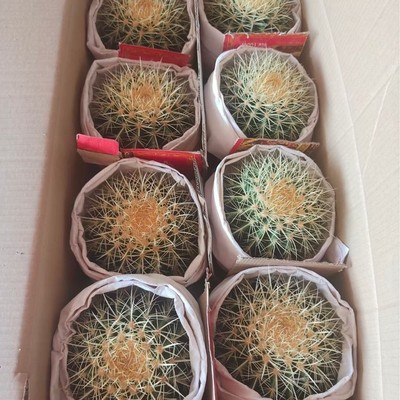 8装金虎仙人球多肉植物仙人球仙人掌沙生植物花卉基地直批
