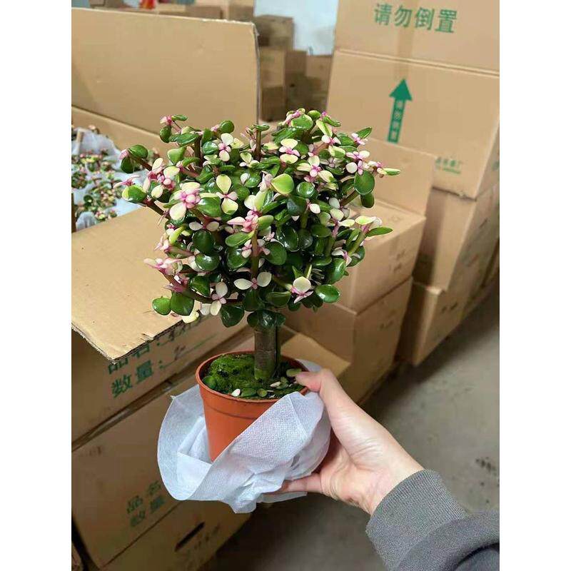 多肉植物基地直供】【花卉办公室桌面小盆栽120#单杆金枝玉叶图片