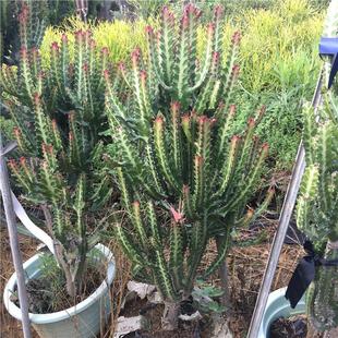 红帝锦仙人柱龙骨帝盆栽锦绿植仙人掌大戟科多肉植物