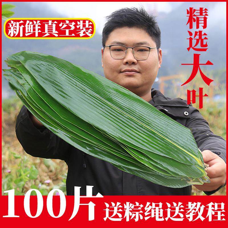 粽叶新鲜粽子叶超特大号现摘现发真空包装端午粽子天然鲜棕叶箬叶