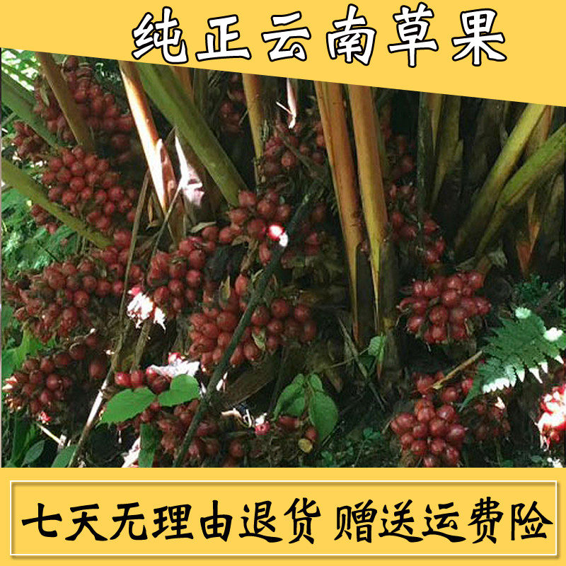 新日期新货云南草果个纯正干货克g包邮厨房调料香料散装新鲜卤肉