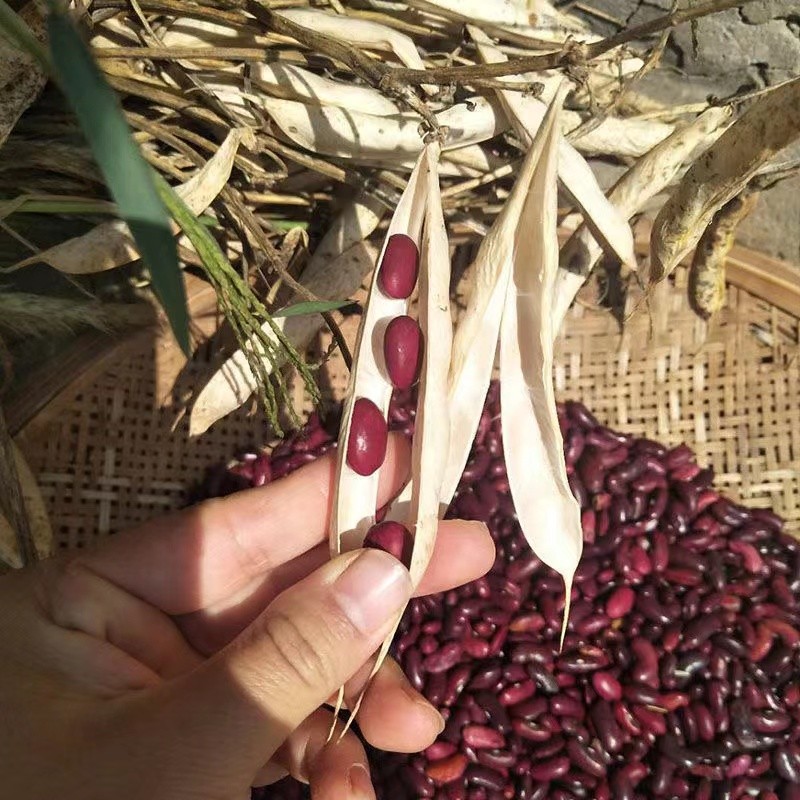 云南新货大红豆红腰豆红芸豆红豆豆沙馅豆类五谷杂粮新货农家自种