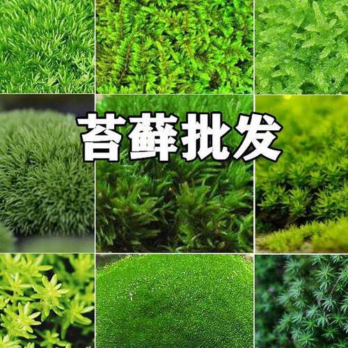 新鲜白发苔藓小灰藓青藓短绒青藓大羽藓细雨藓星星藓水陆缸雨林缸