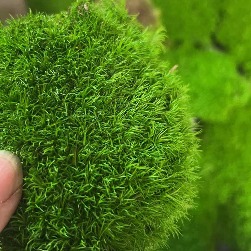 青苔藓鲜活微景观工程绿植盆景素材新鲜永生白发A级阴干青苔