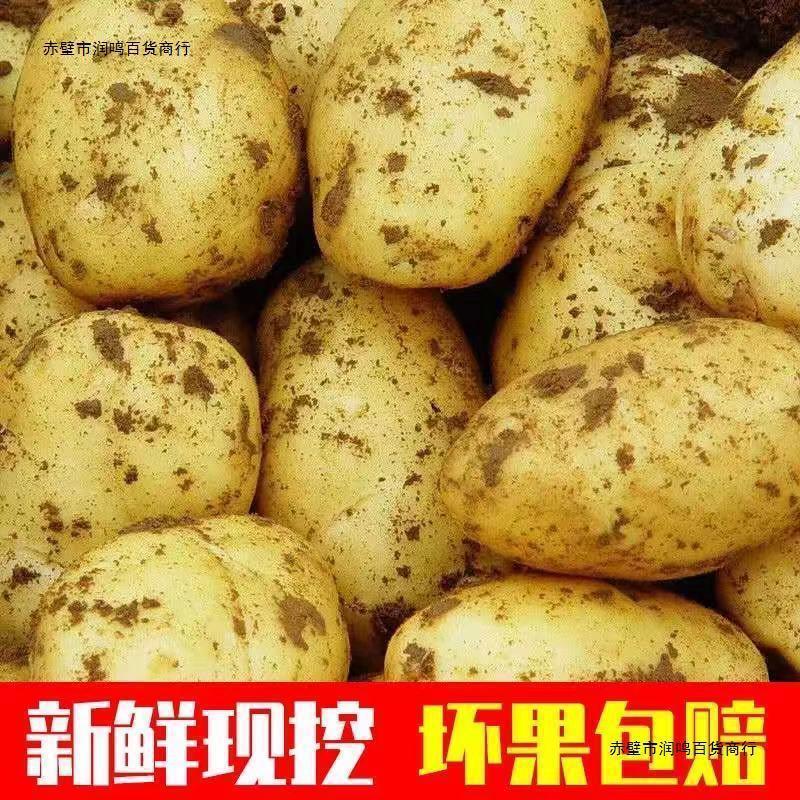 新日期贵州新鲜土豆大中小毕节威宁洋芋高山马铃薯农家五斤黄心土