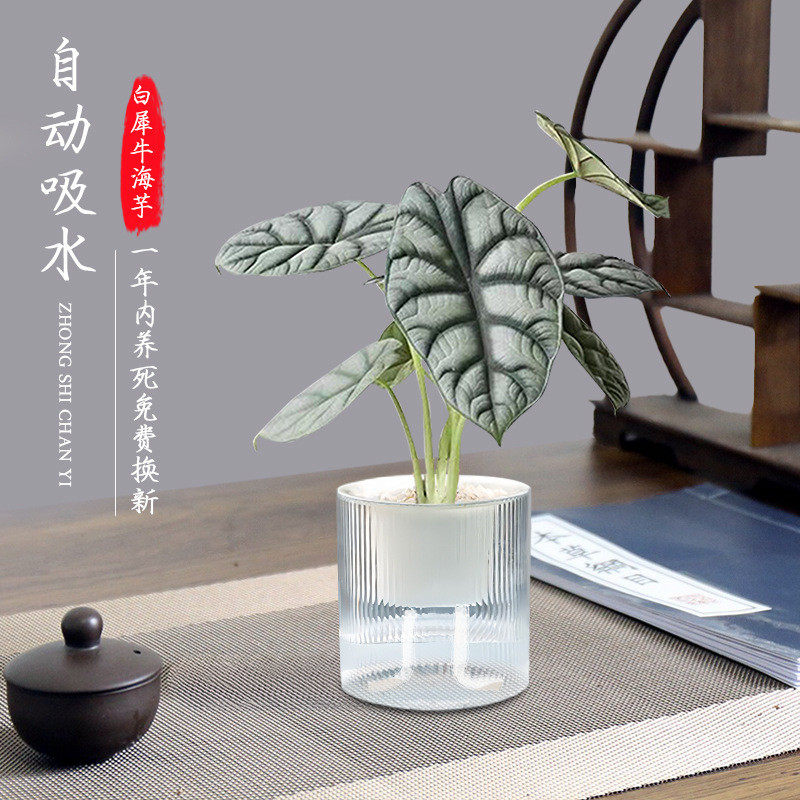 小盼菩提文竹禅意水培植物办公室客厅室内中式绿植小盆栽四季批发
