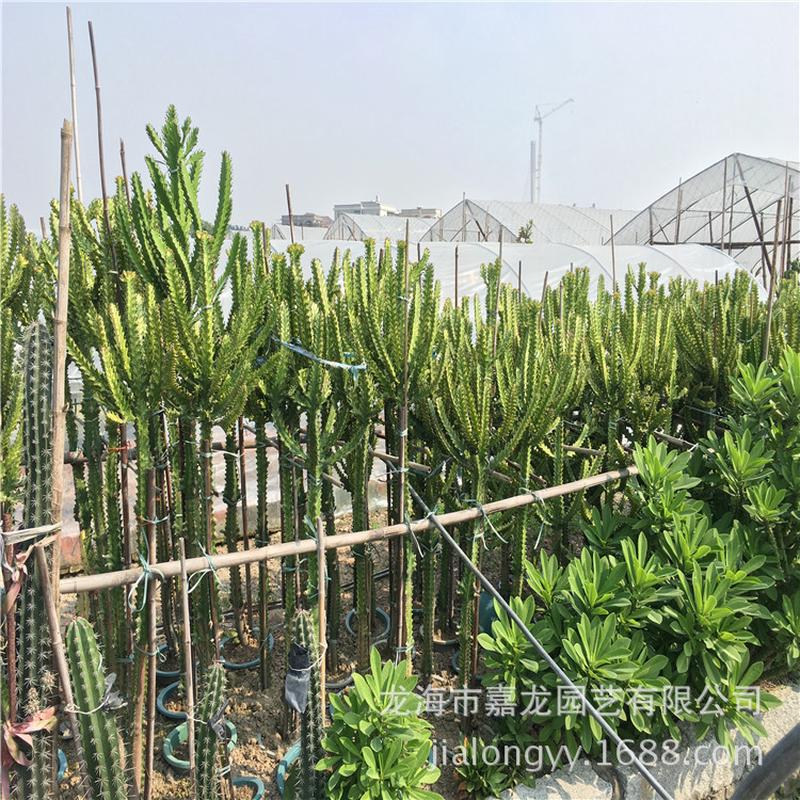 彩帝錦沙生大型植物室外仙人掌造景園林展覽植物熱帶雨林風(fēng)光